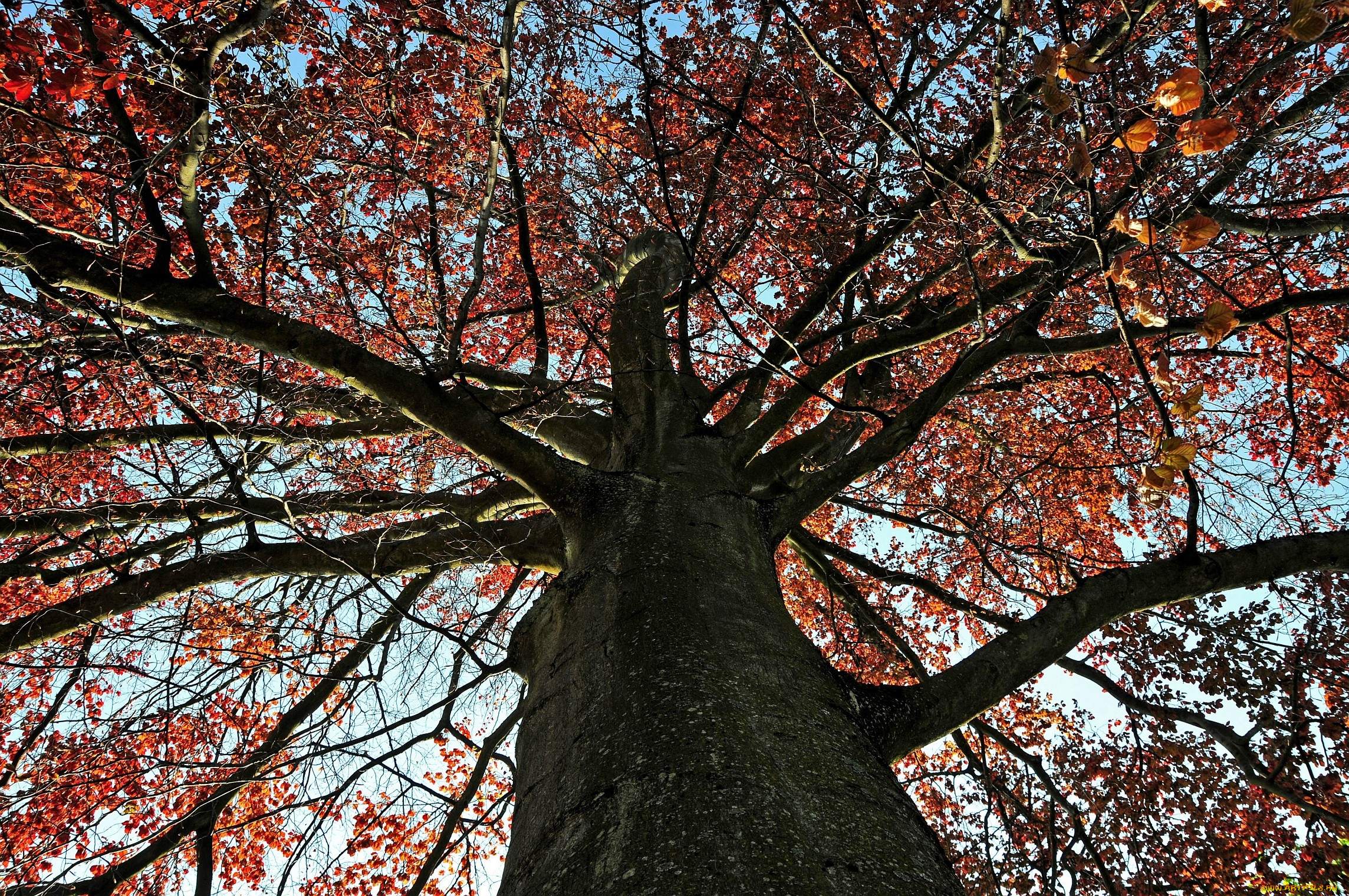 Птицы кроны деревьев. Дерево с красными ветвями. Осенью крона или ветви деревьев. Красные ветви у какого дерева. Фото Фоновое изображение.